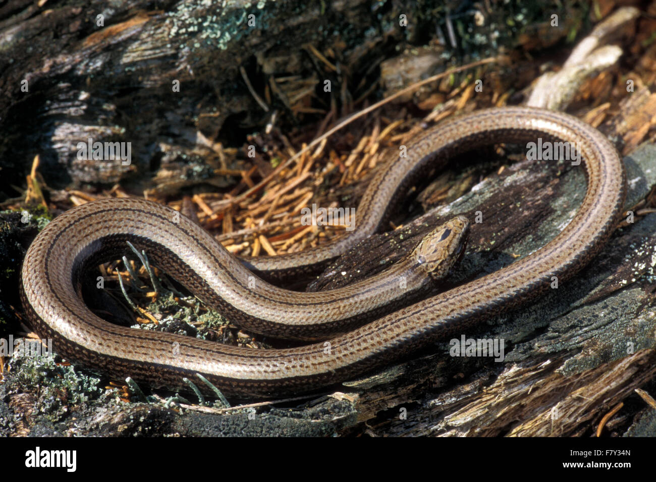 Slow worm / slowworm / slowworm (Anguis fragilis) limbless reptile