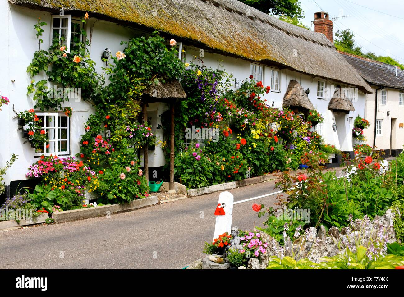 Beautiful floral displays on Branscombe thatched cottages in East Devon, UK Stock Photo