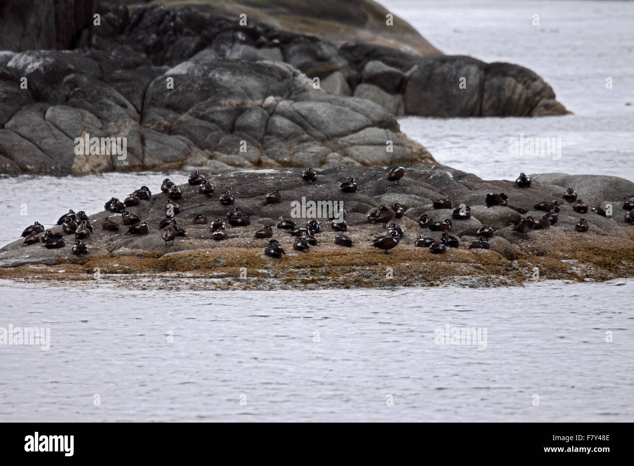Harlequin male ducks congregating on offshore island during nesting season in BC Canada Stock Photo