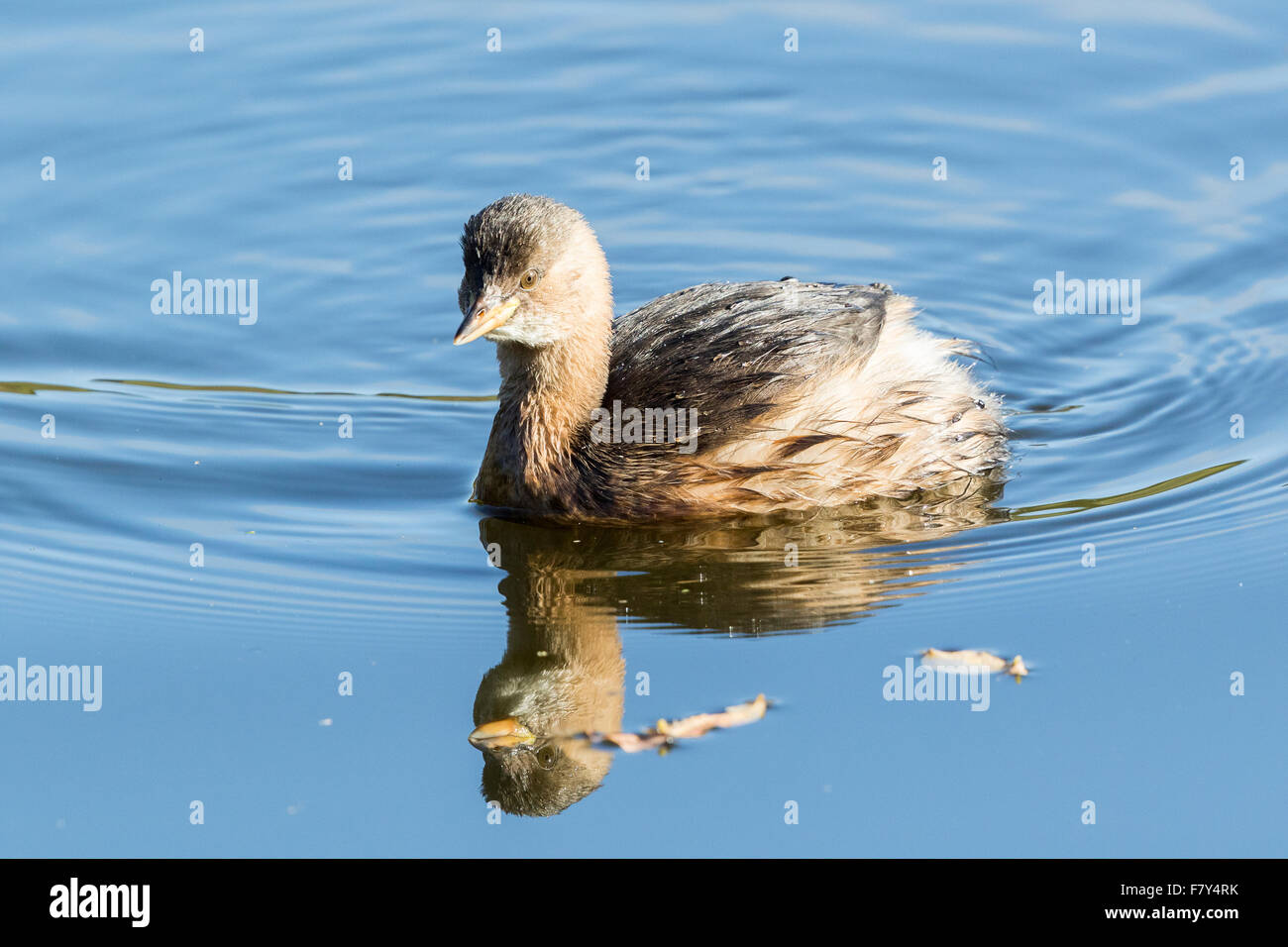 Little grebe hunting on a pool in Cilgerran nature reserve, Pembrokeshire, Wales Stock Photo