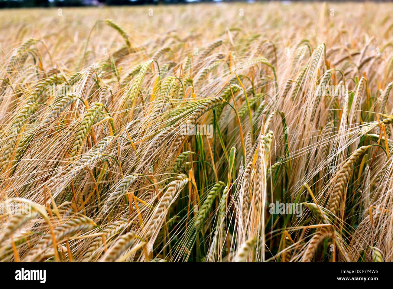 Wheat field near Branscombe in East Devon Stock Photo