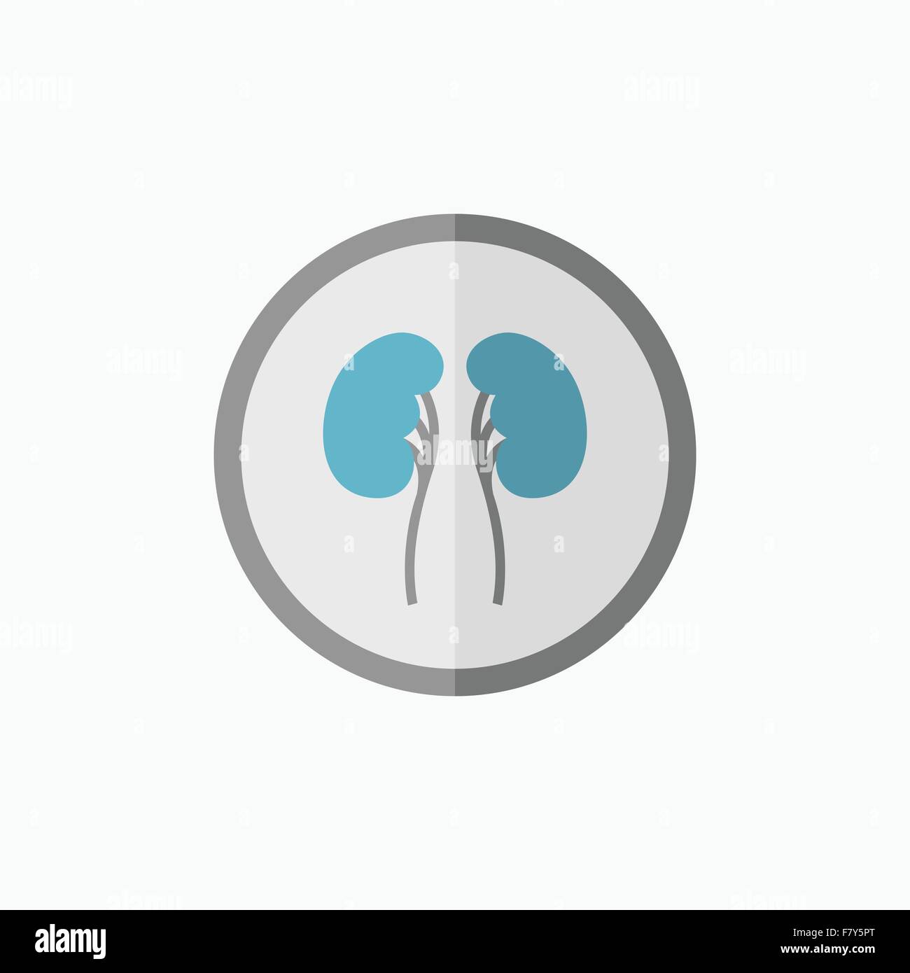 Kidneys Flat Icon Stock Vector Image & Art - Alamy