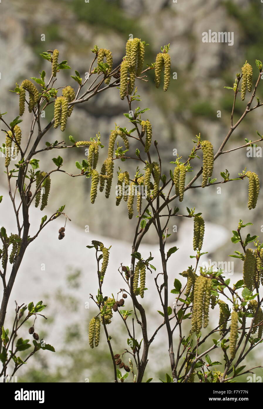 Green alder,  coming into leaf with male catkins and old female cones. French Alps. Stock Photo