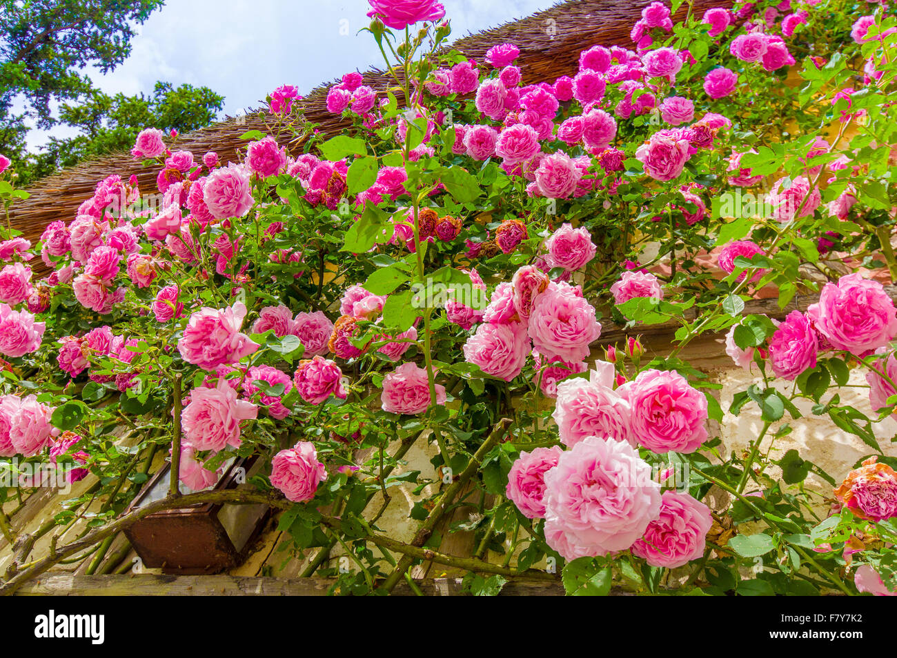 Beautiful pink roses growing on a wall during summer Stock Photo - Alamy