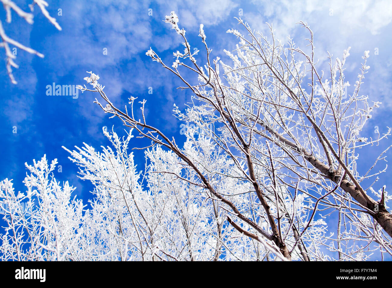 frozen trees with cool blue winter sky background Stock Photo - Alamy