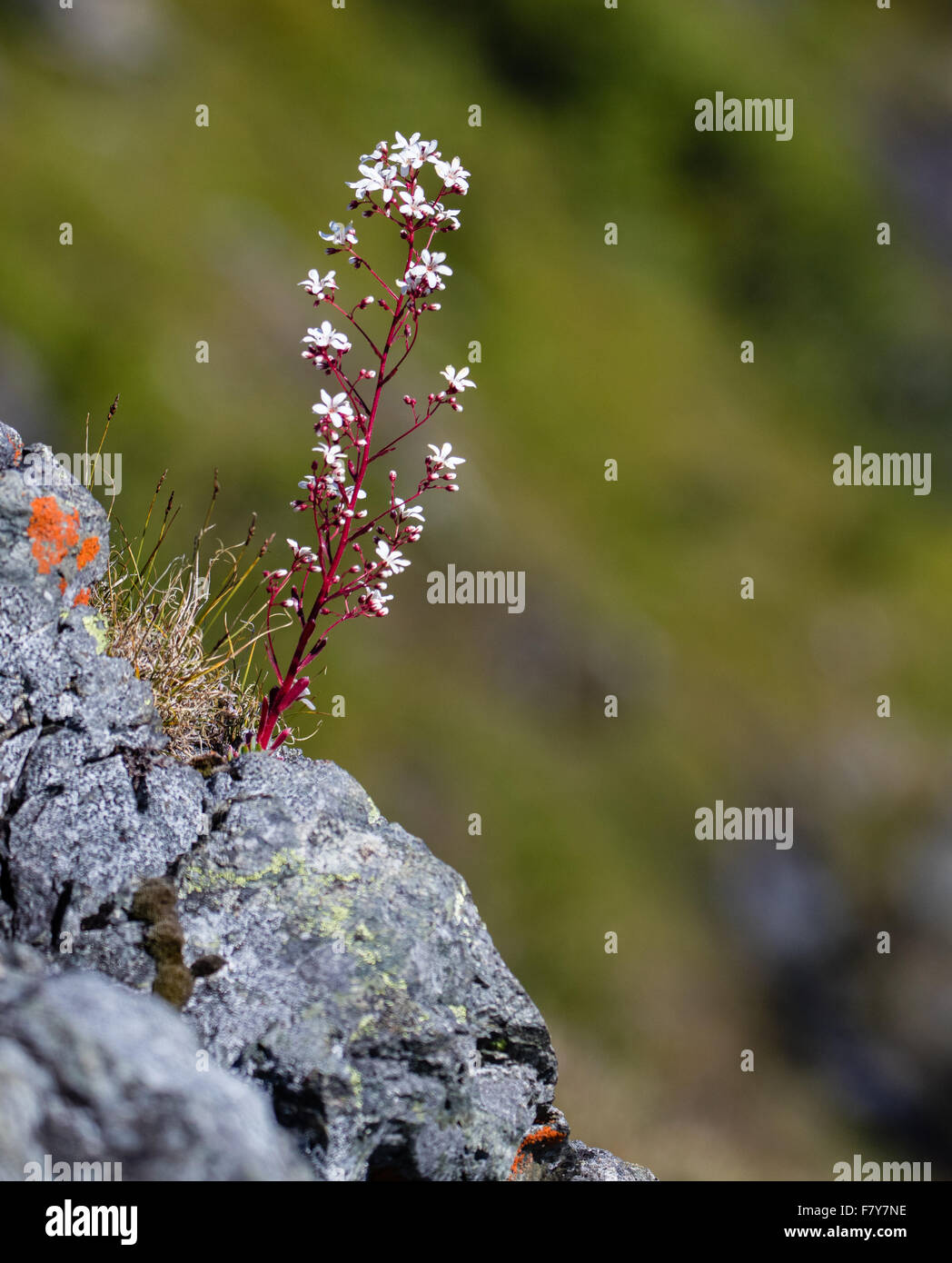 Mountain Queen Saxifraga cotyledon flower growing on a steep mountain slope in the Jotunheimen National Park of central Norway Stock Photo