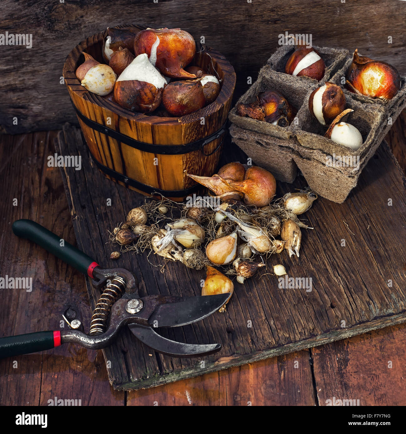Bulbs of plants in wooden tubs ready for planting in rustic style Stock