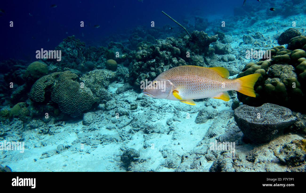 A Schoolmaster snapper swimming in the tropical blue waters of Bonaire in the Caribbean Stock Photo