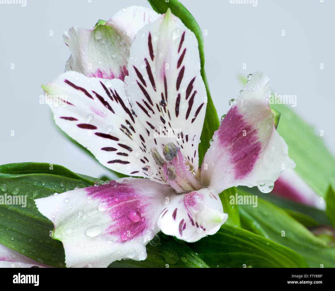 Magenta colored Alston flower Stock Photo - Alamy