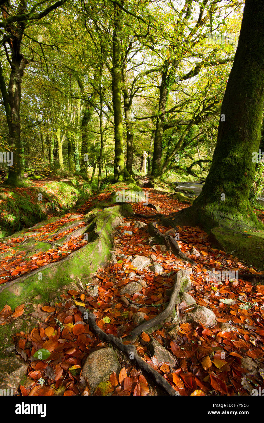 East cornwall woods hi-res stock photography and images - Alamy