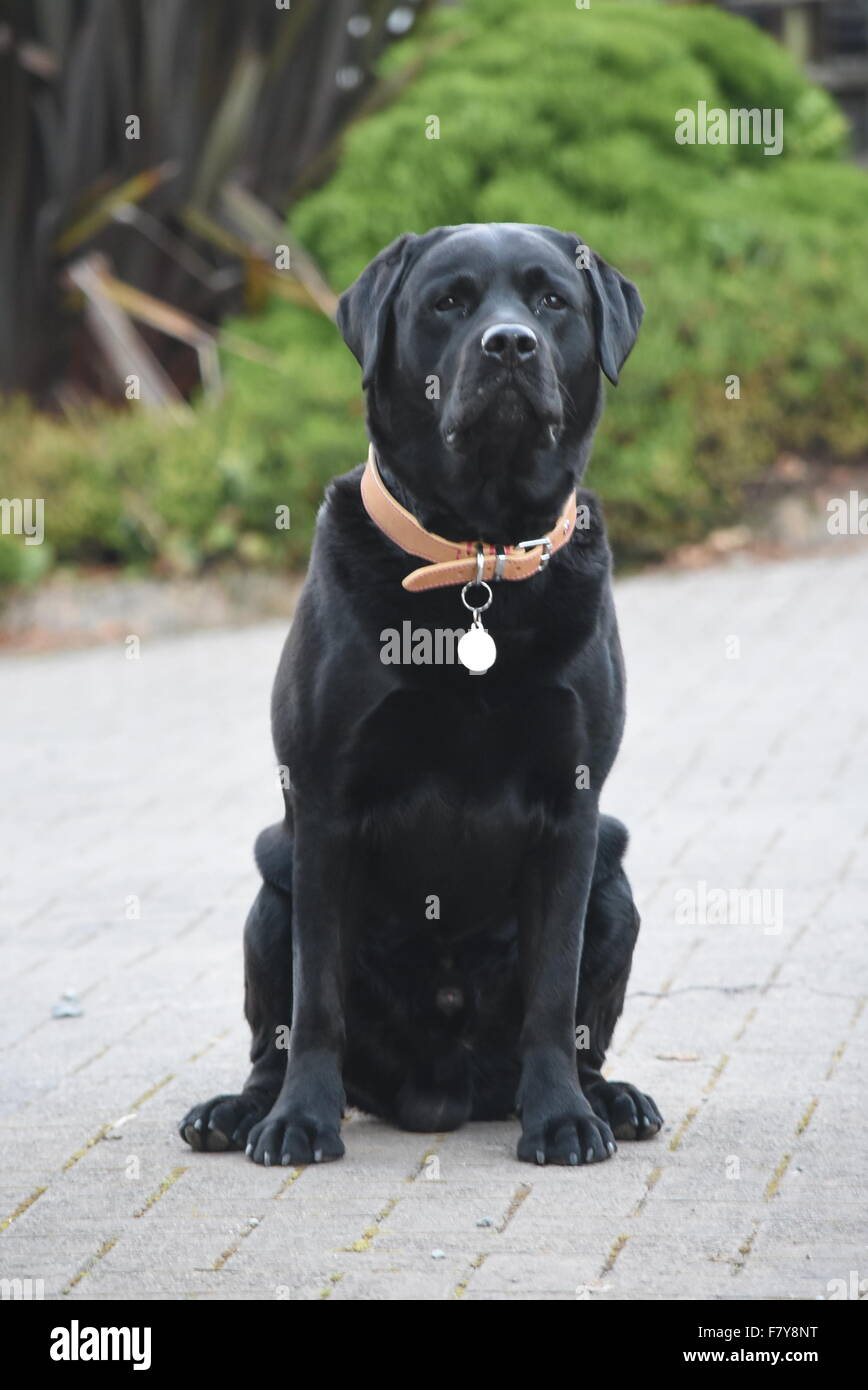 Wales, United Kingdom. October 2 2015. Working labrador Du, waits for his owner to return to him, as instructed Stock Photo