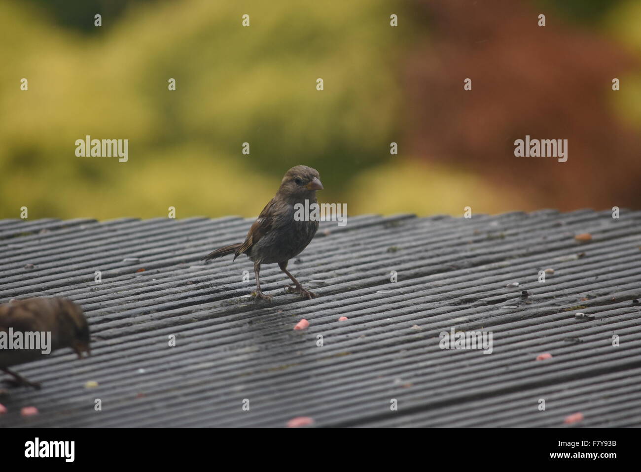 Wales, United Kingdom. July 13 2015. Garden birds pictured eating suet pellets on a decking in Risca. Stock Photo