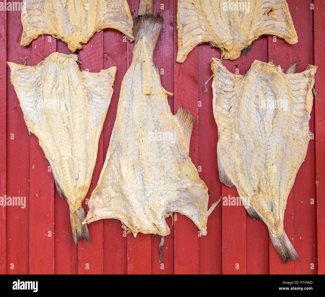 Stockfish, Norway - Stock Image - C009/7686 - Science Photo Library