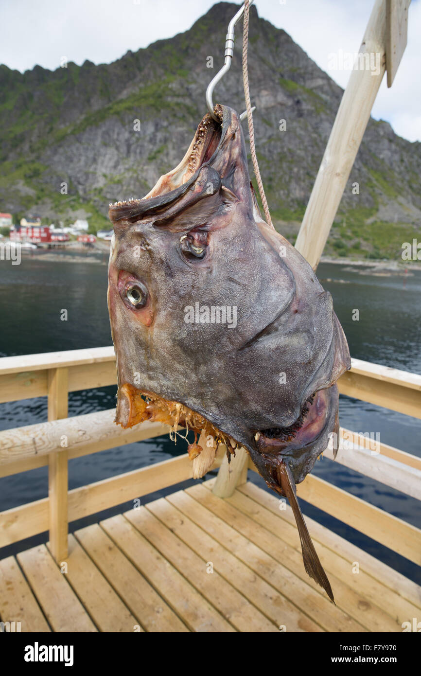 Halibut fishing hires stock photography and images Alamy