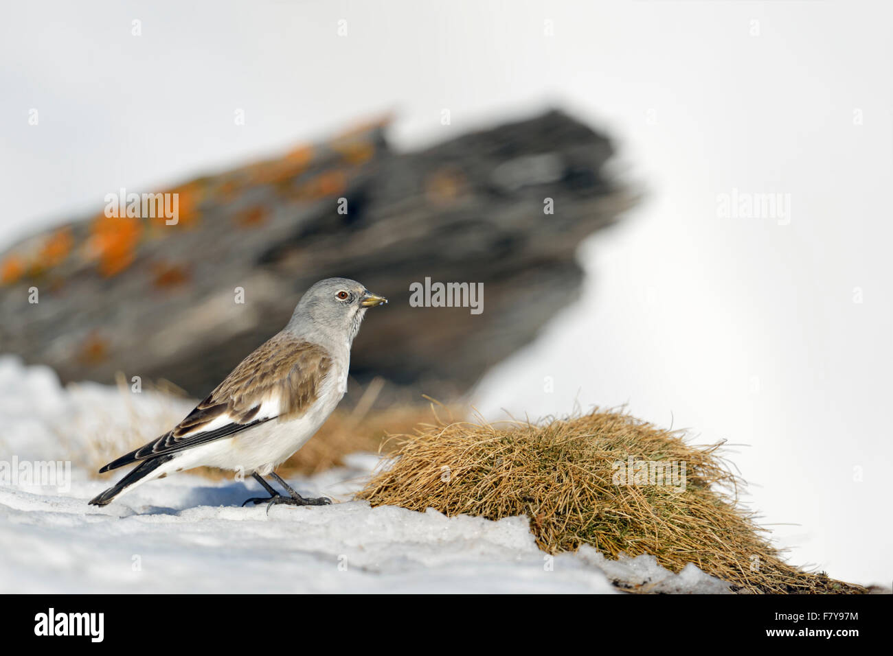 White-winged snowfinch / Schneesperling ( Montifringilla nivalis ) in snow covered alpine habitat looks around. Stock Photo