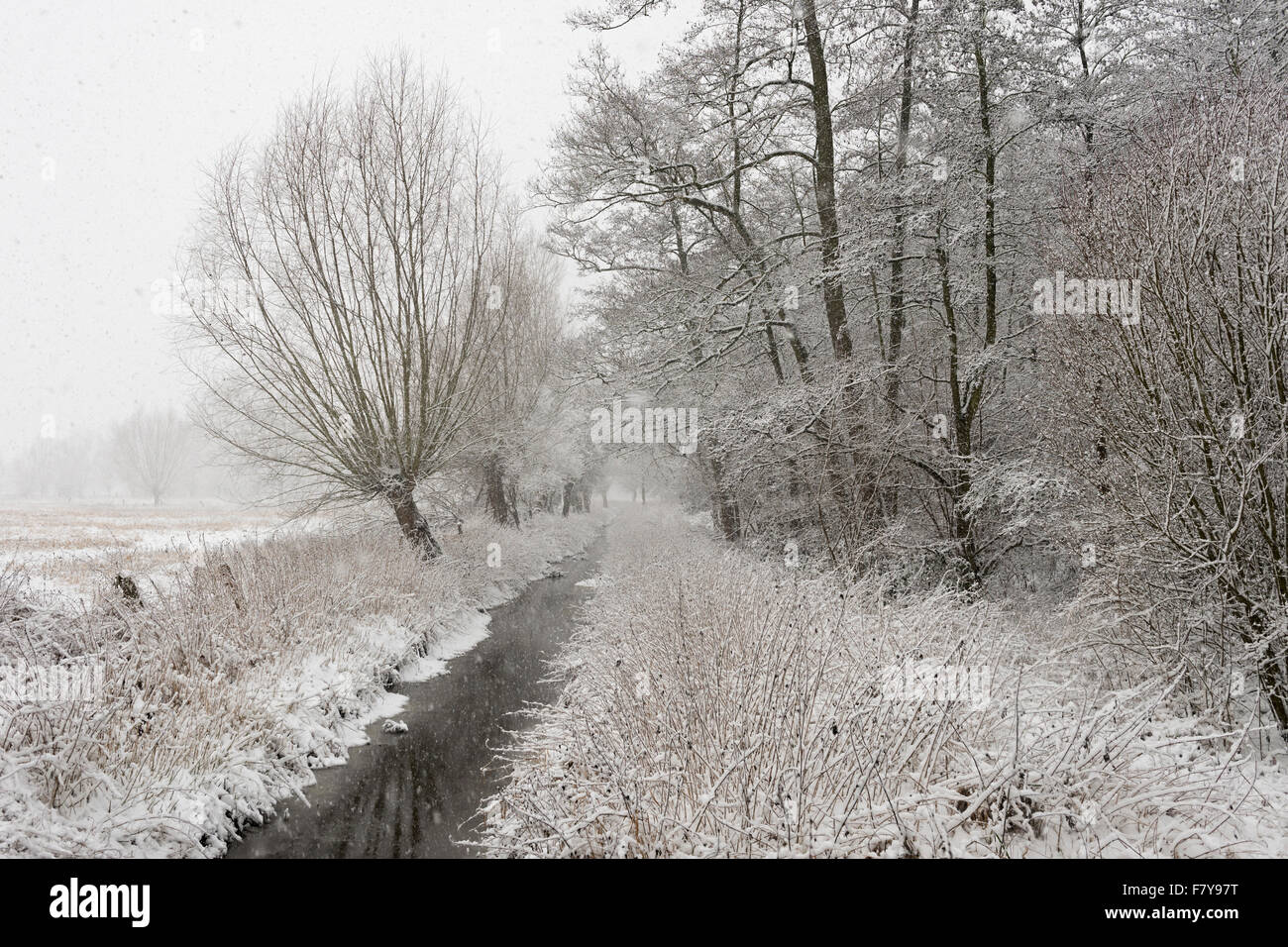 Onset of winter, wide open natural wetland area, old Rhine sling, near Duesseldorf, Germany. Stock Photo