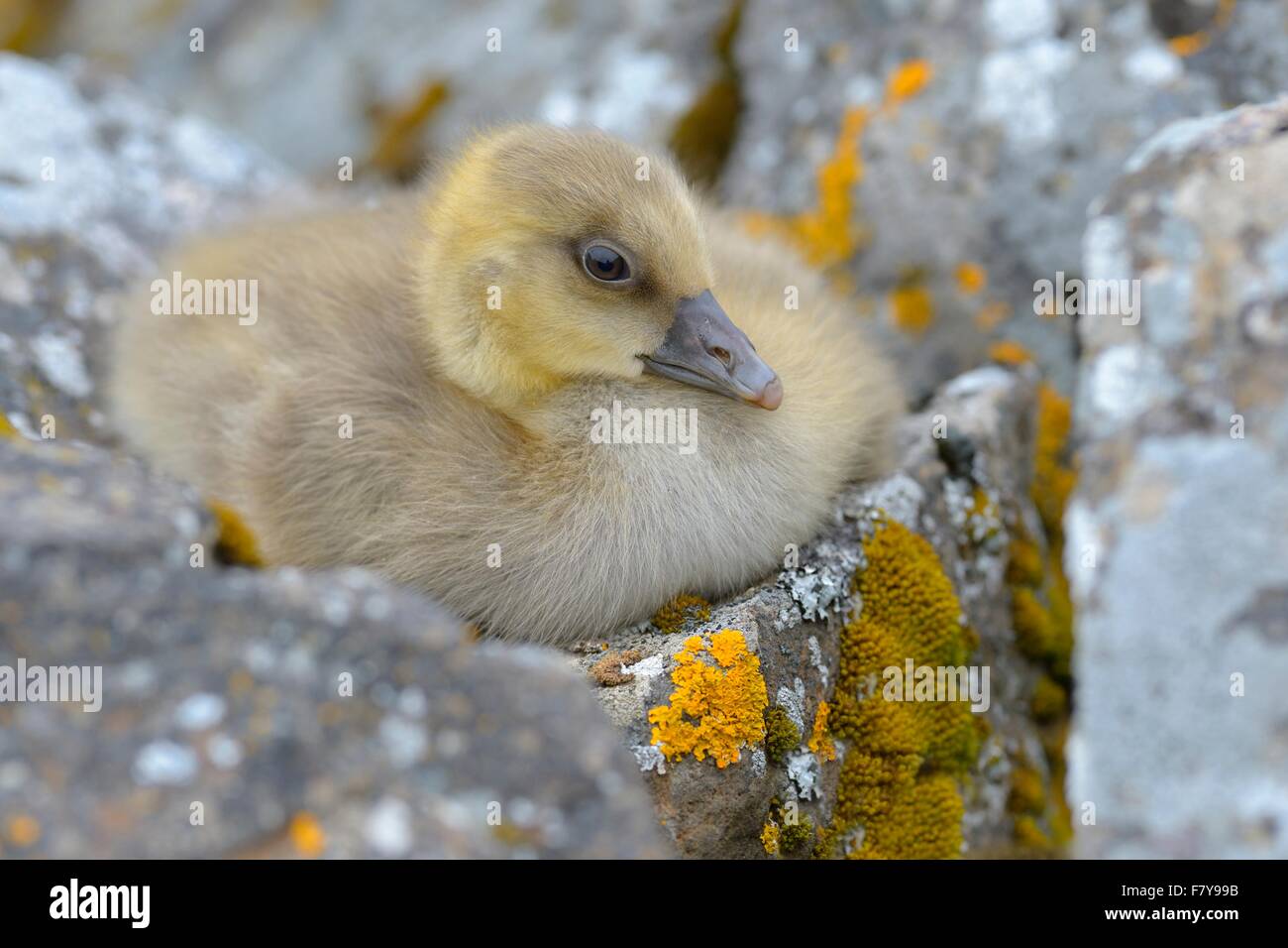 Greylag goose (Anser anser), chick, gosling, hiding between stones, Flatey island, Breidafjördur, Iceland Stock Photo