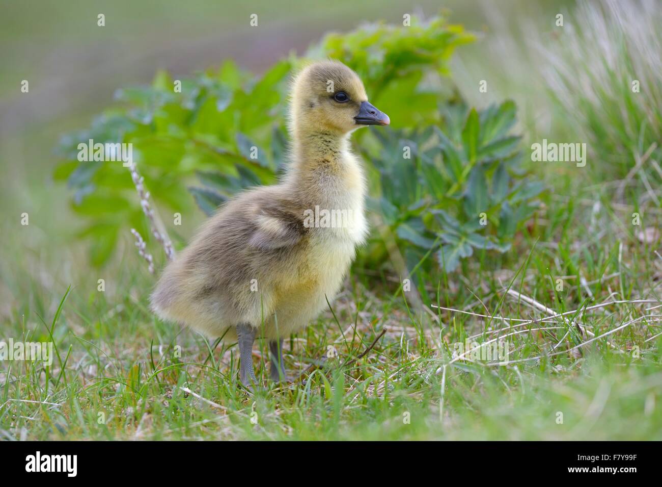 Greylag goose (Anser anser), chick, gosling in the grass, Flatey island, Breidafjördur, Iceland Stock Photo