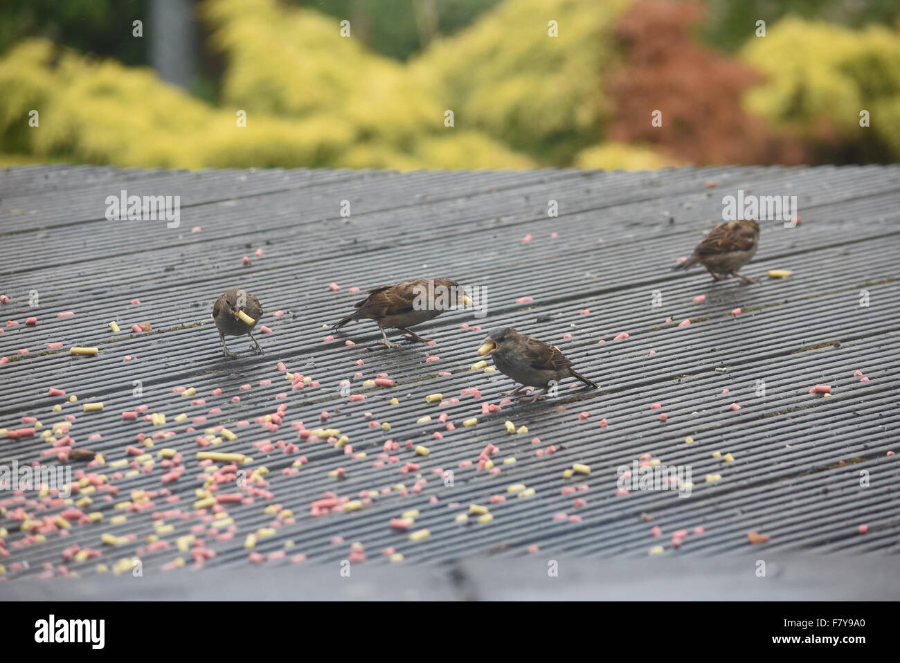 Wales, United Kingdom. July 13 2015. Garden birds pictured eating suet pellets on a decking in Risca. Stock Photo