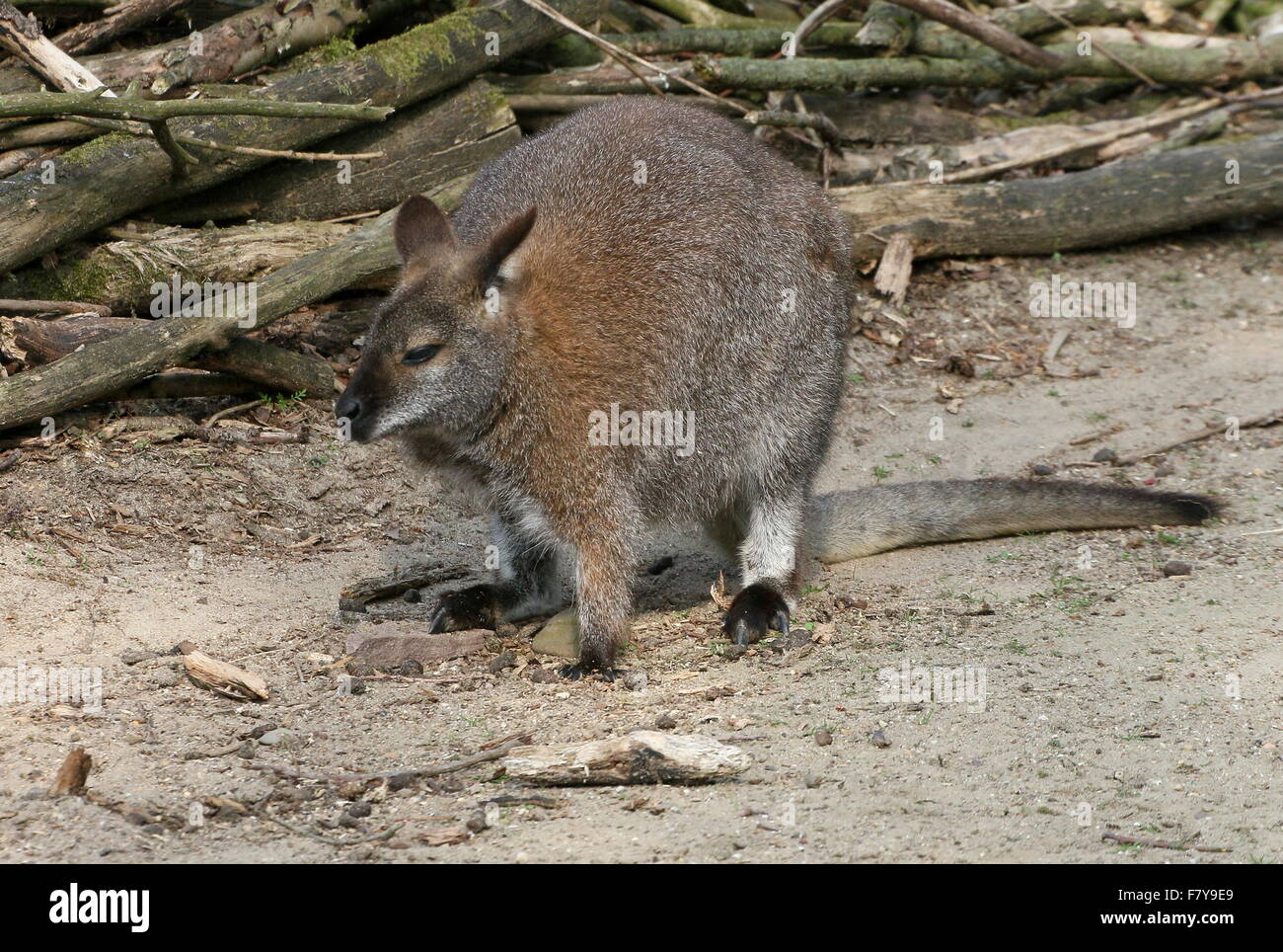 East Australian / Tasmanian Red necked wallaby or Bennett's Wallaby  (Macropus rufogriseus) Stock Photo