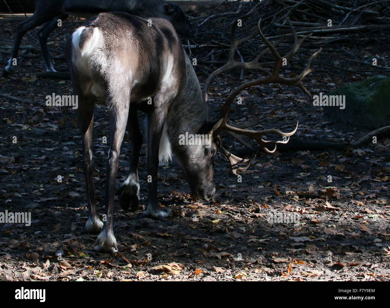 Male antlered Finnish or Eurasian forest reindeer (Rangifer tarandus fennicus) Stock Photo
