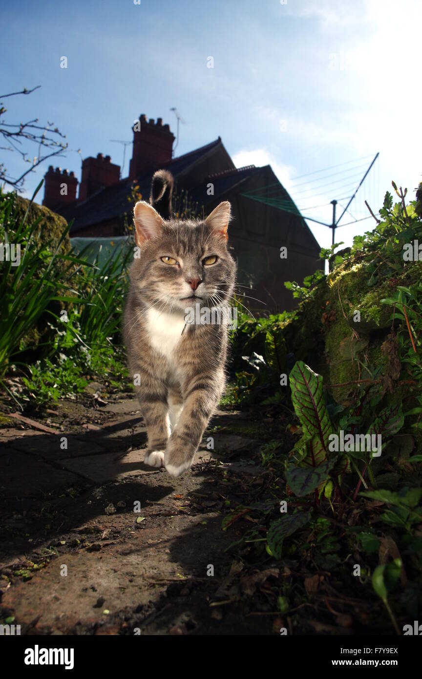 Tabby cat walking on garden path Stock Photo - Alamy