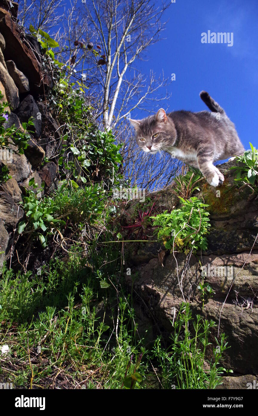 Tabby cat hunting in garden Stock Photo - Alamy
