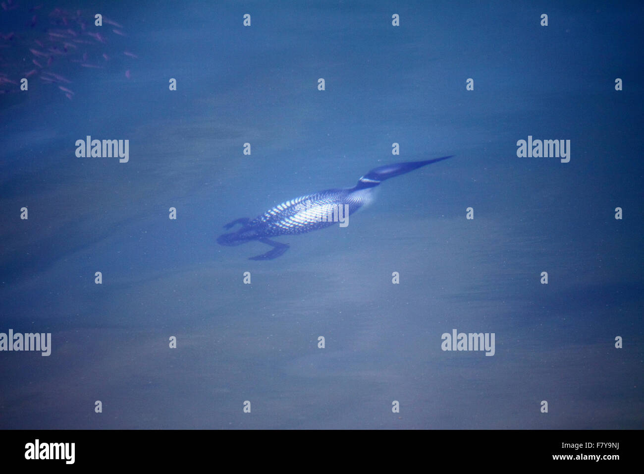 Common loon diving underwater to persue nearby shoal of fish in lake in