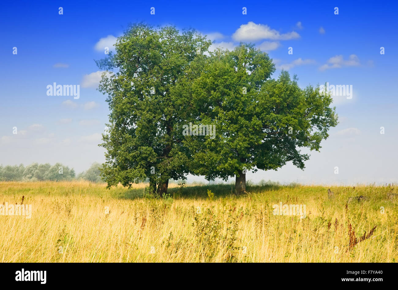 Summer landscape with two trees under cloudy sky Stock Photo - Alamy