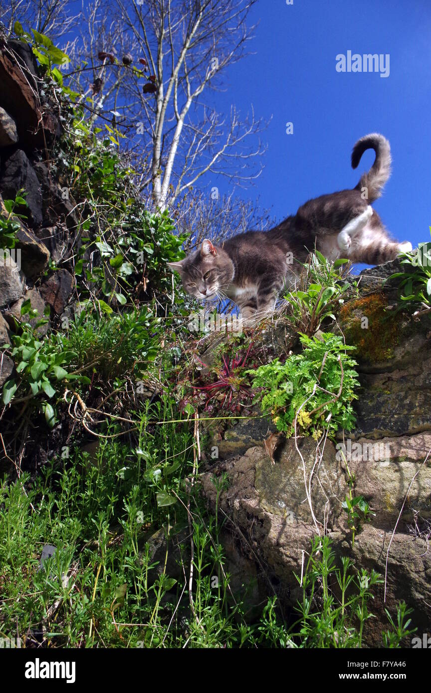 Tabby cat hunting in garden Stock Photo - Alamy