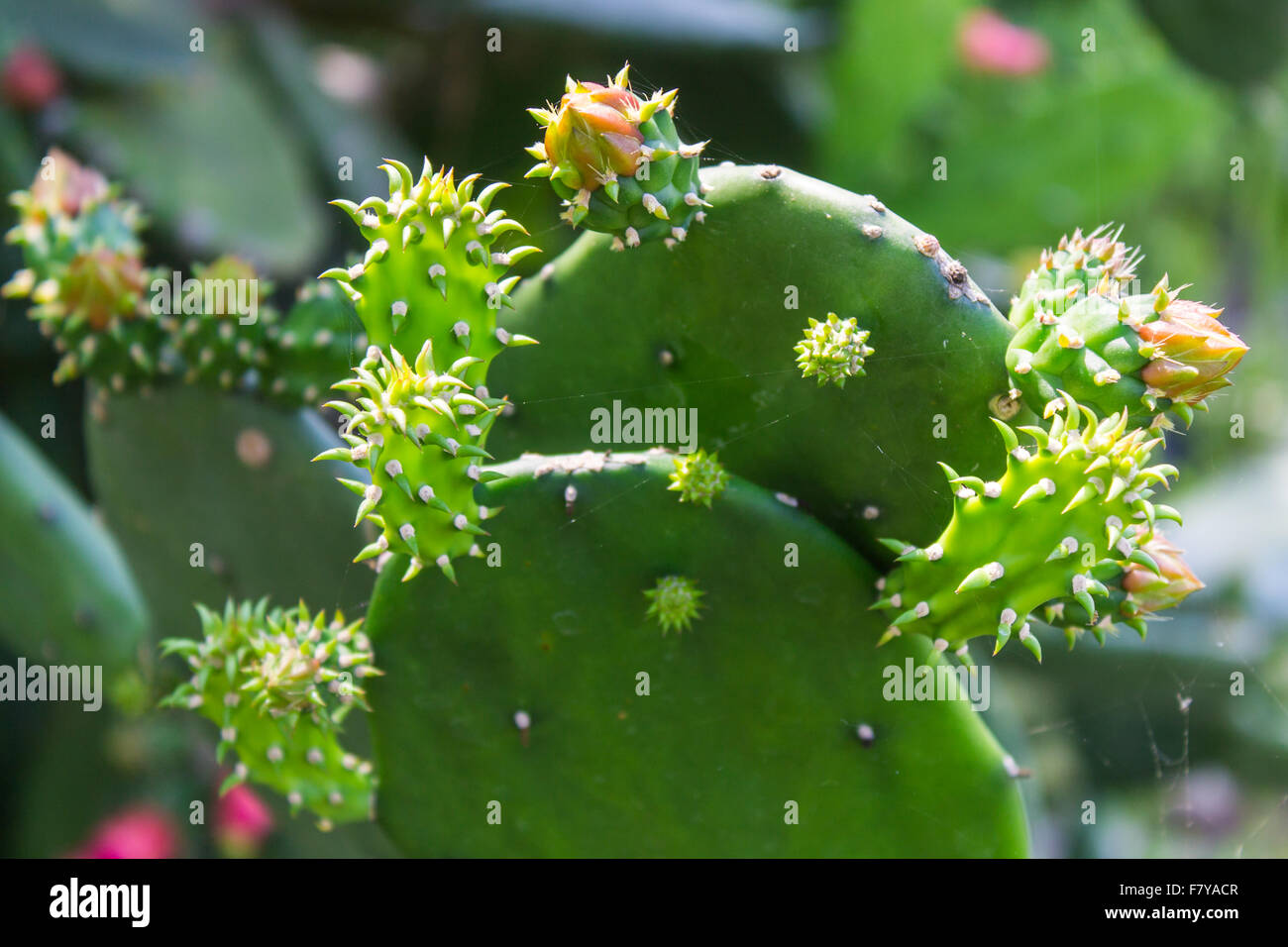 Prickly Pear Cactus, flower Stock Photo Alamy