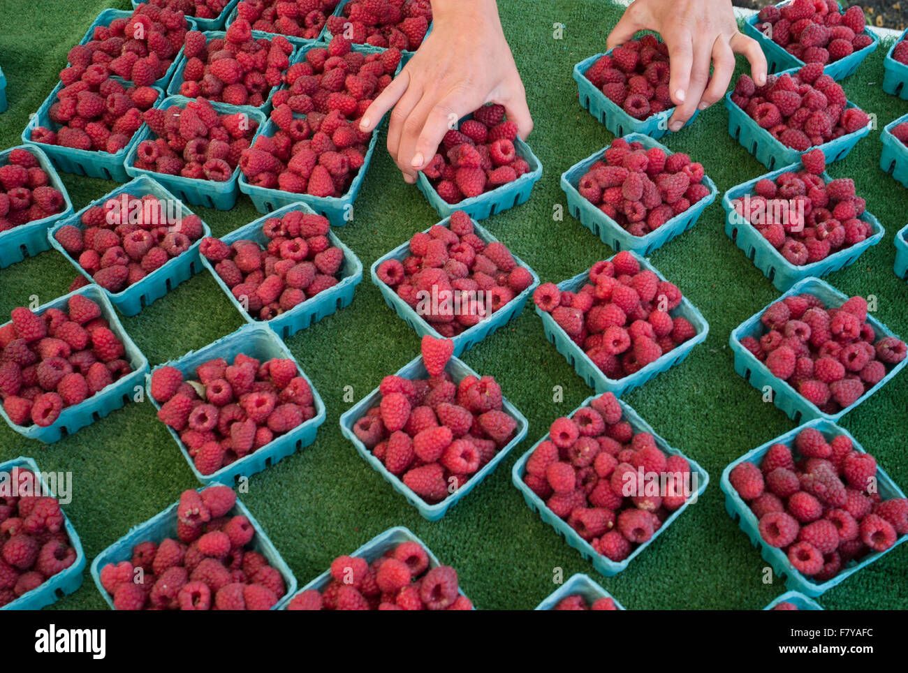 Raspberries for sale , Sunday Farmers Market, West Seattle, Washington, United States Stock Photo