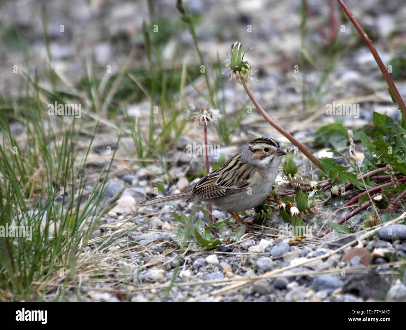 Clay colored sparrow feeding on stony ground in Alberta Canada Stock Photo