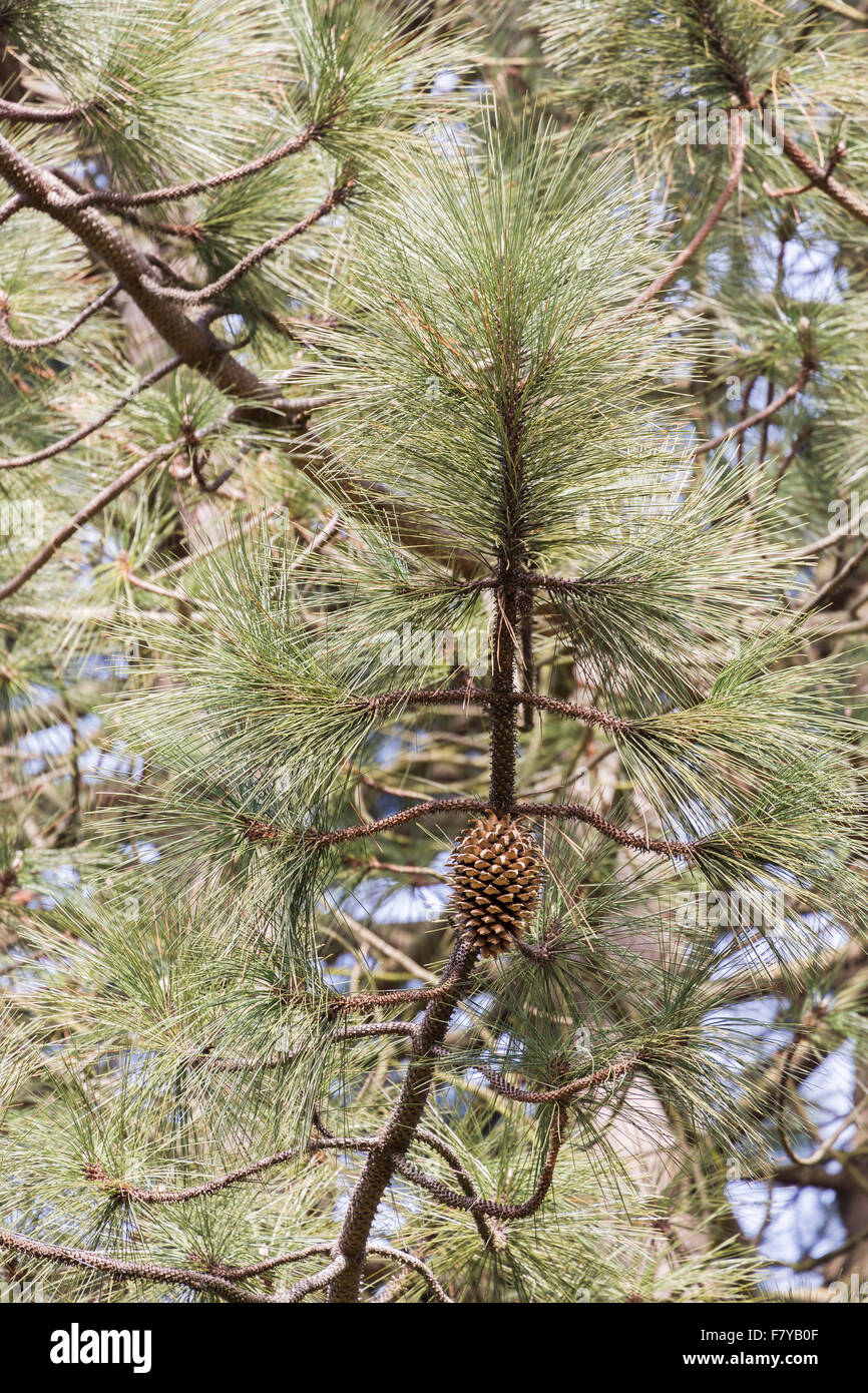 Pinus coulteri, a champion evergreen coniferous tree at RHS Gardens Wisley, Surrey, UK, a big cone pine with enormous cones, nicknamed the Widowmaker Stock Photo