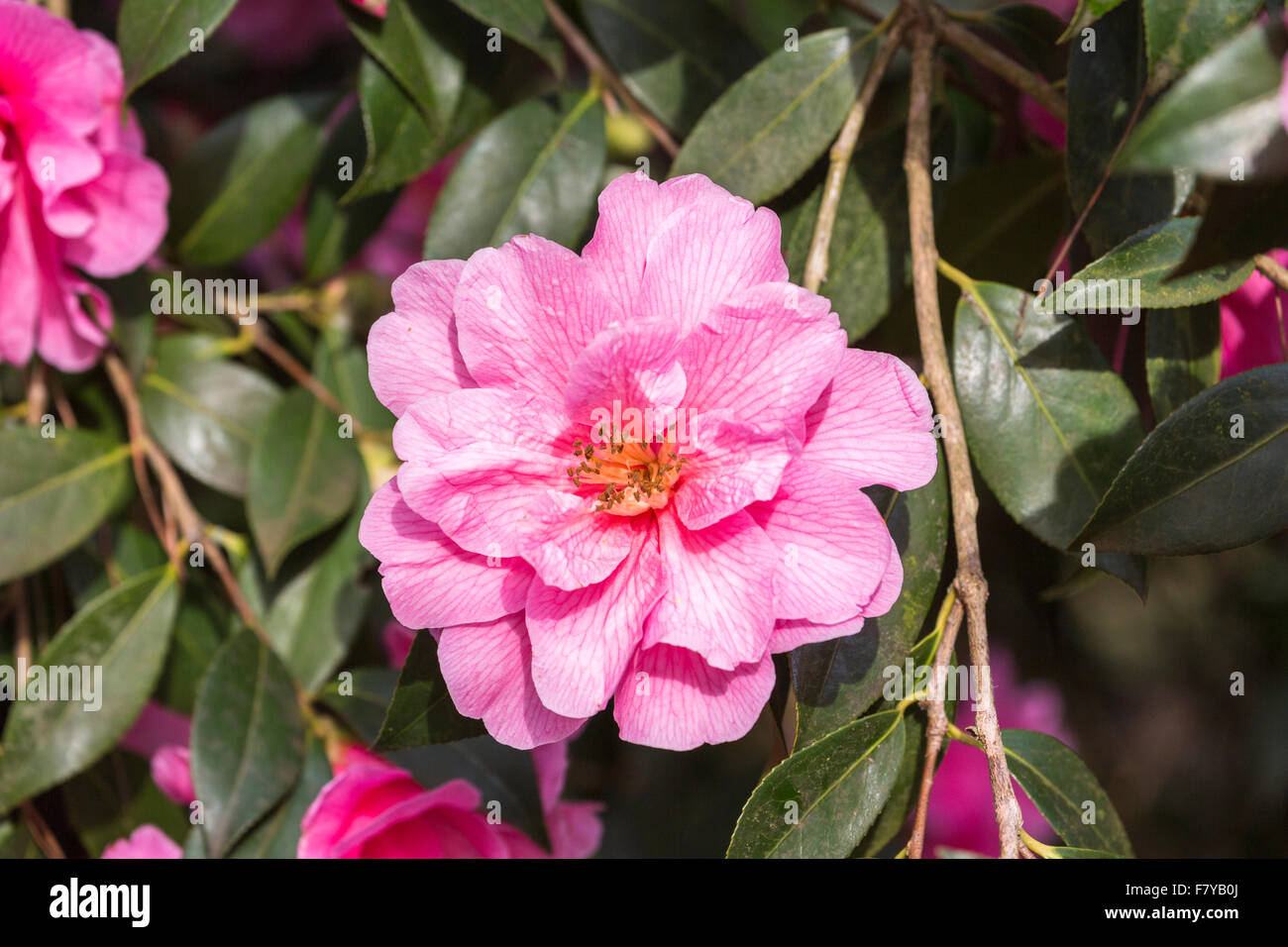 Pink camellia x williamsii 'Donation' flowering in spring at RHS Gardens Wisley Surrey, England, UK Stock Photo