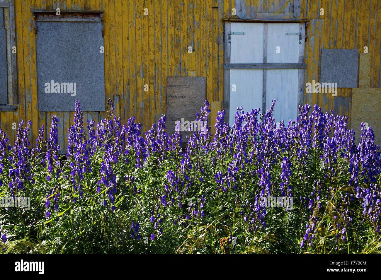 Profuse growth of Northern Monkshood Aconitum septentrionale growing by an unused field barn in the Lofoten Islands Norway Stock Photo