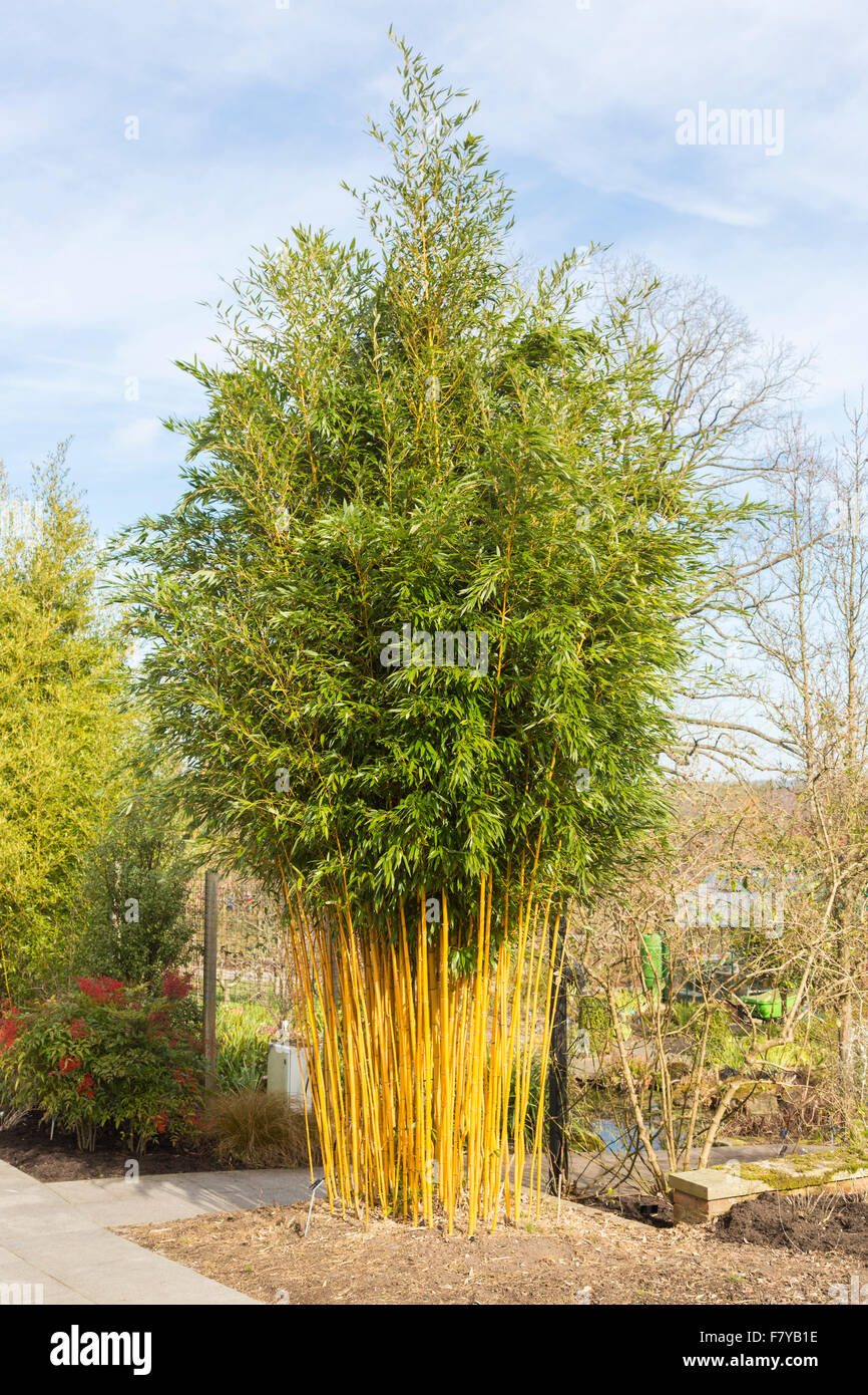 Decorative golden groove bamboo (Phyllostachys aureosulcata f. aureocaulis) at RHS Gardens Wisley, Surrey, southeast England, UK in spring Stock Photo