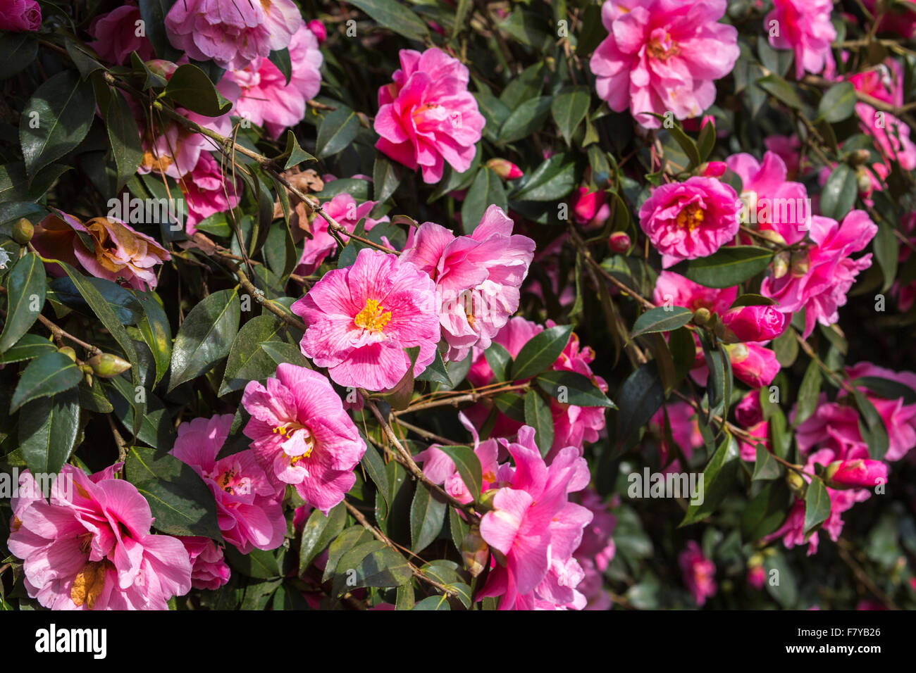 Pink camellia x williamsii 'Donation' flowering in spring at RHS Gardens Wisley Surrey, England, UK Stock Photo