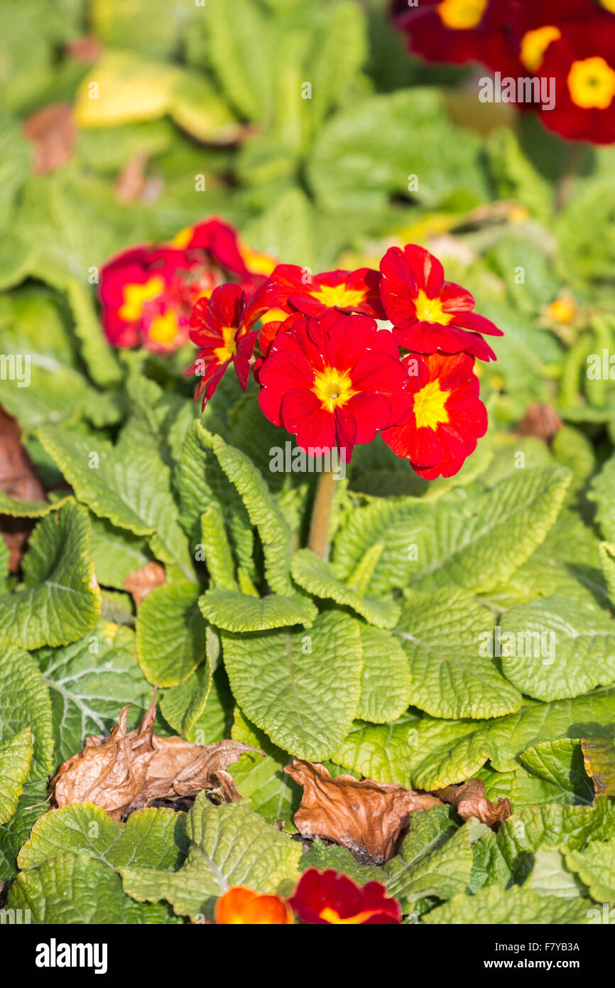 Colourful red and yellow primula 'Crescendo Red' flowering in spring at RHS Gardens Wisley, Surrey, England, UK Stock Photo