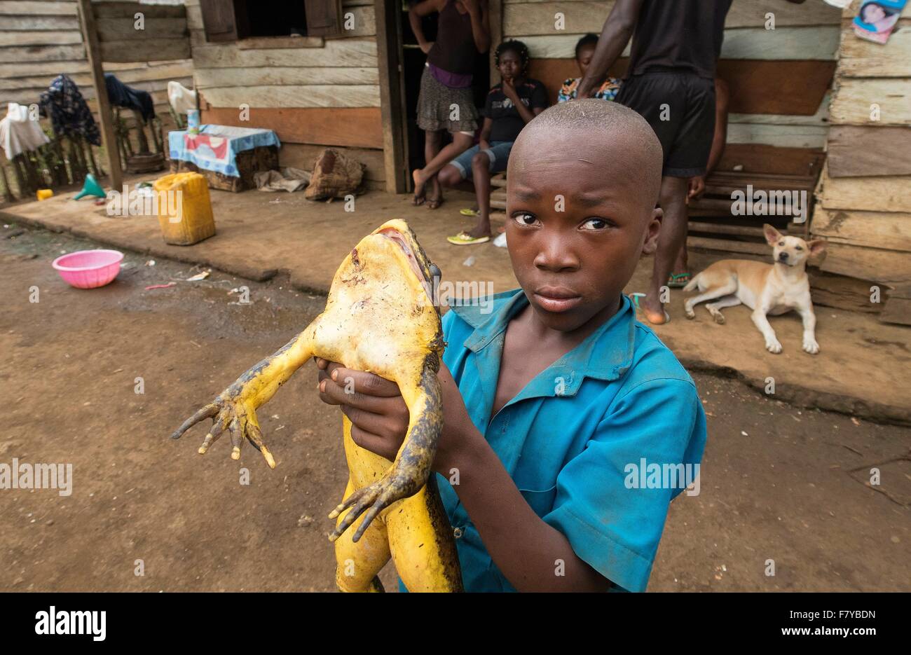 Boy holding a goliath frog (Conraua goliath), Mangamba in Nkongsamba, Littoral Province, Cameroon Stock Photo