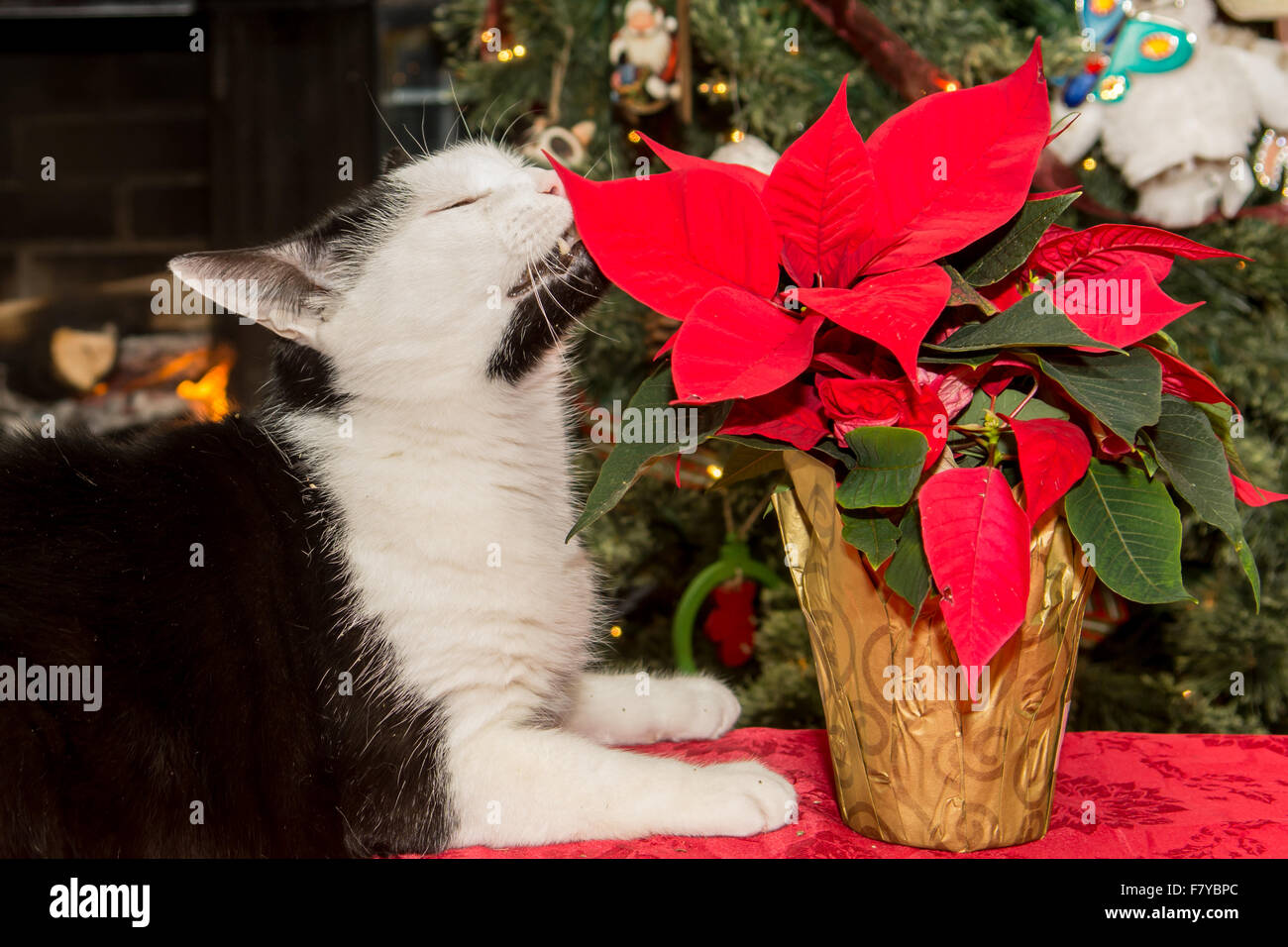 Cat Eating Poinsettia Stock Photo Alamy