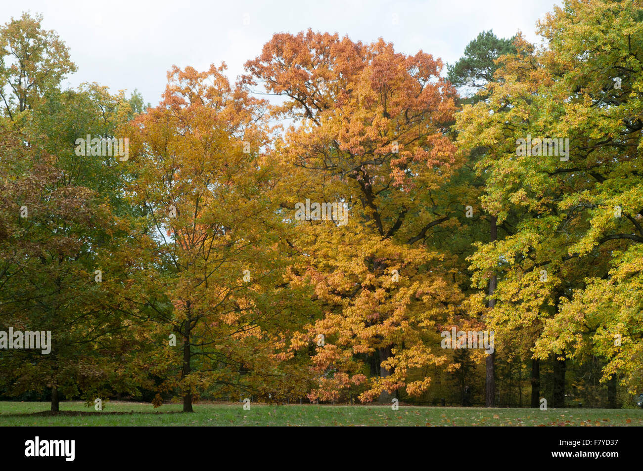 Autumn or Fall colours in the Neuer Garten park at Potsdam, Germany Stock Photo