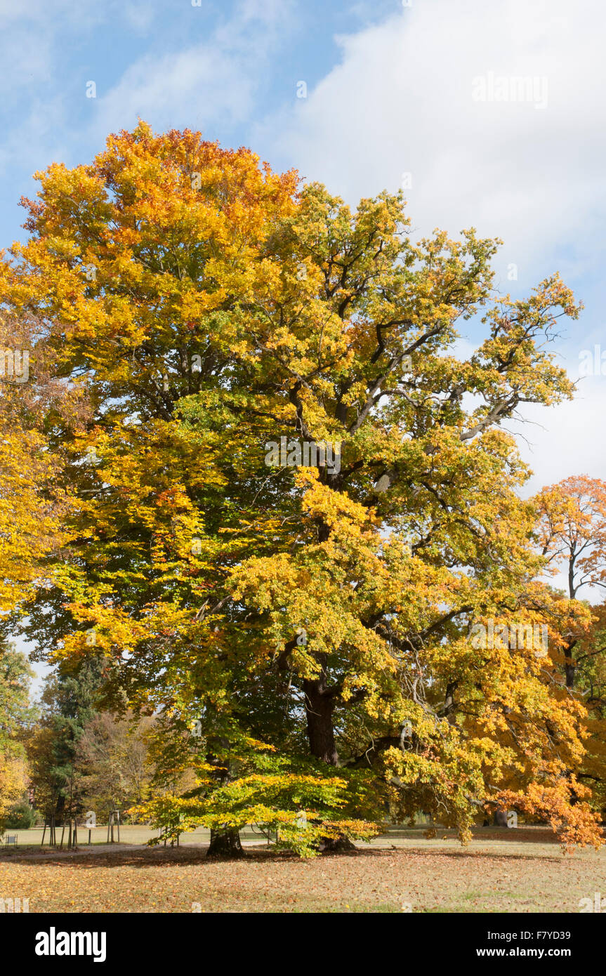 Autumn or Fall colours in the Neuer Garten park at Potsdam, Germany Stock Photo