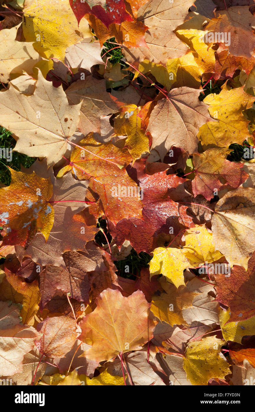Patterns of fallen leaves hi-res stock photography and images - Alamy