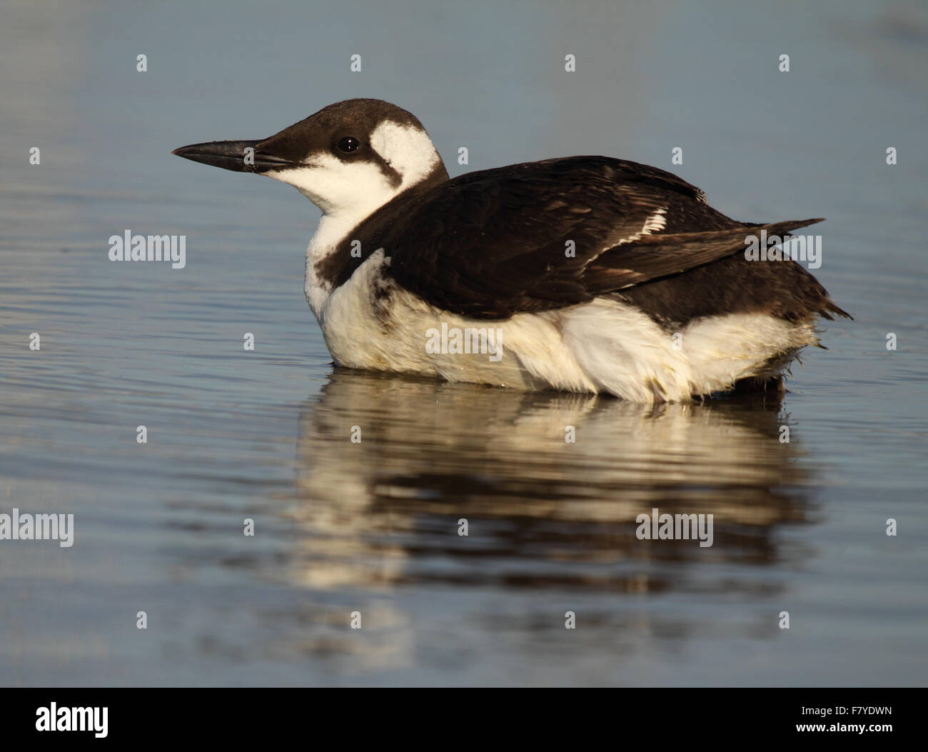 A Common Murre and its reflection. Stock Photo
