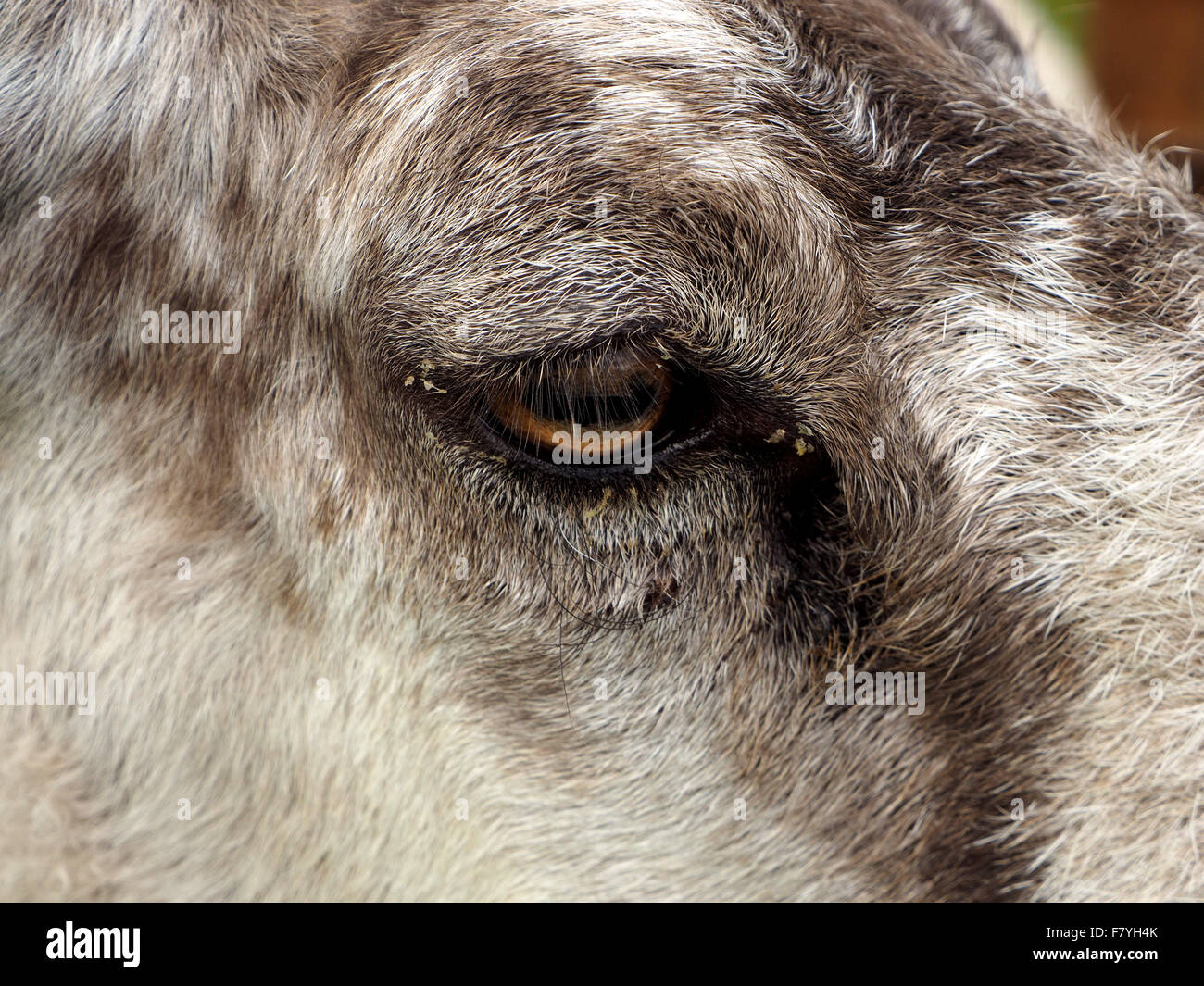 Sheep eye hires stock photography and images Alamy