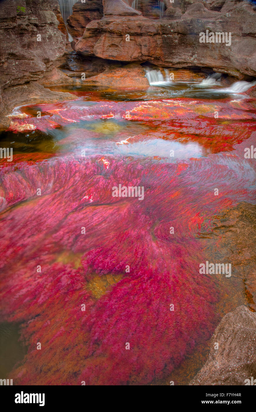 Colors at Cano Cristales, Colombia  Underwater plants (Macarenia clarigera) endemic to small stream and area, Llano area Stock Photo