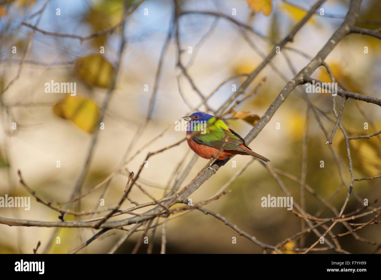 Painted bunting hires stock photography and images Alamy
