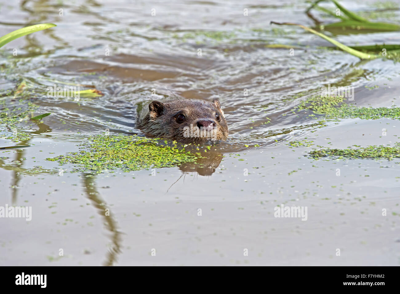 European Otter (Lutra Lutra) Stock Photo