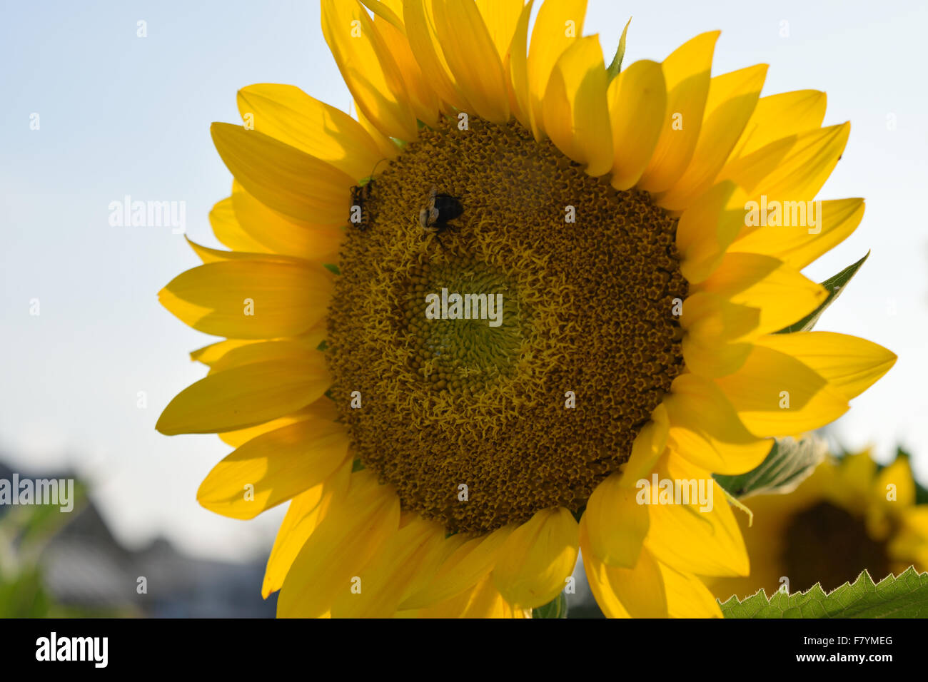 Sunlit Sunflower High Resolution Stock Photography and Images - Alamy